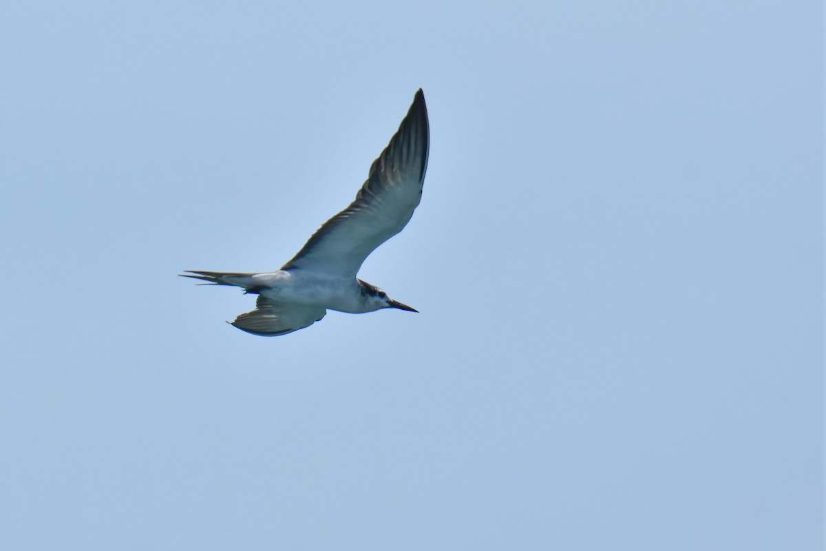 Bridled Tern - ML639902846