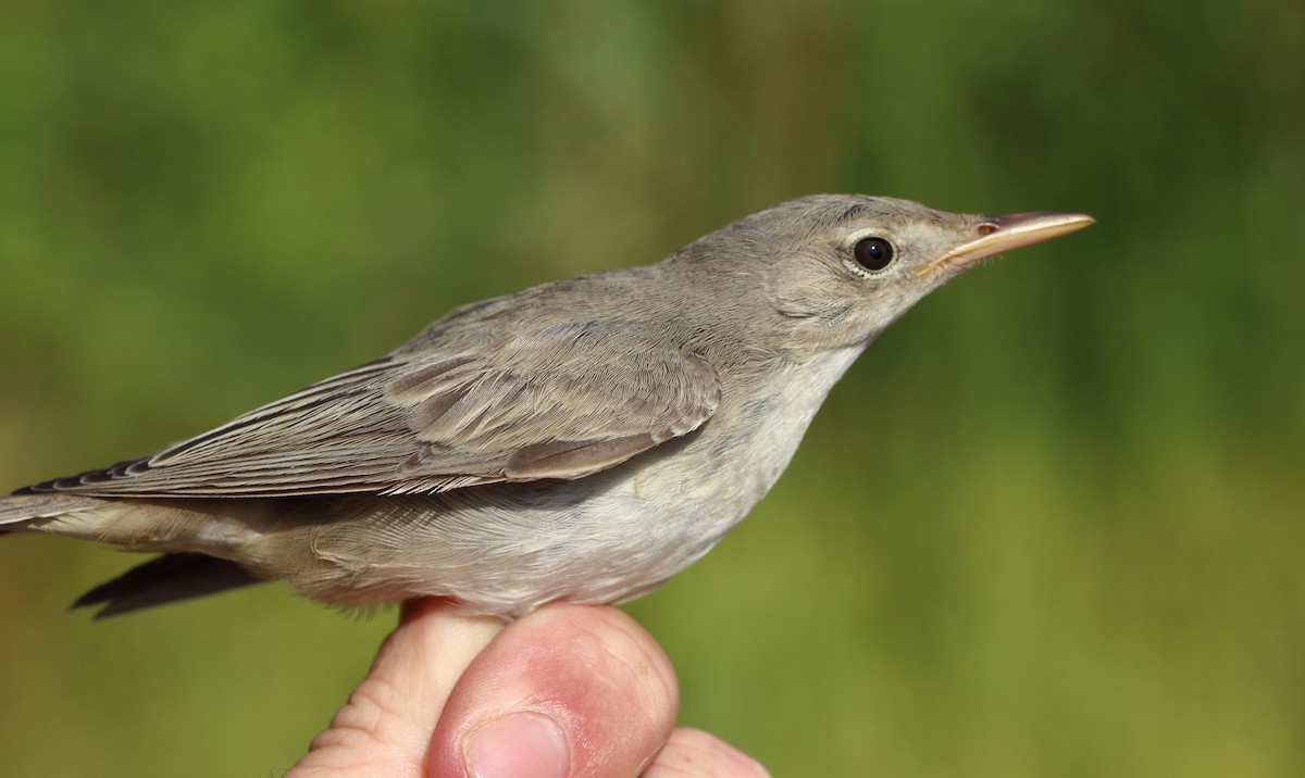 Olive-tree Warbler - ML639902862