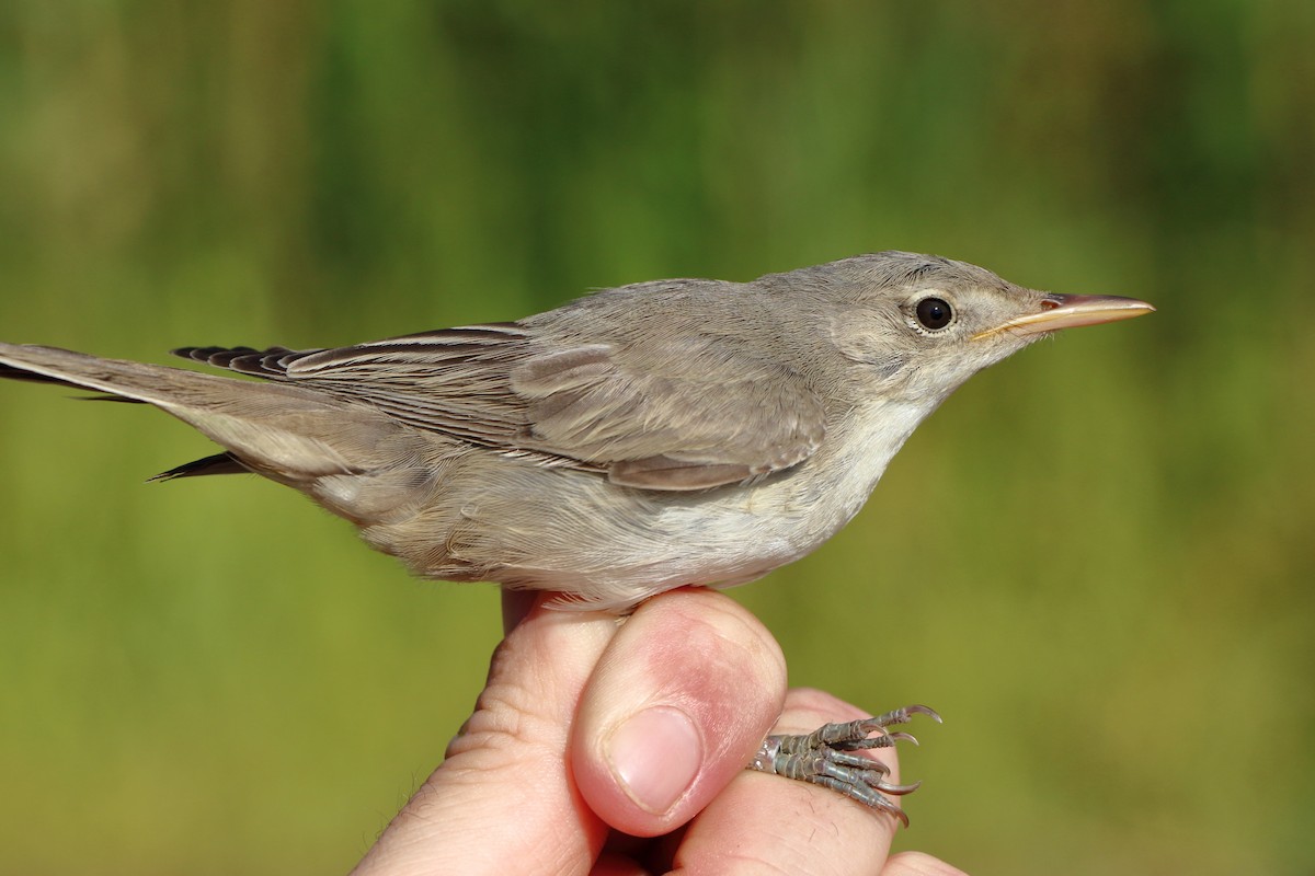 Olive-tree Warbler - ML639902863