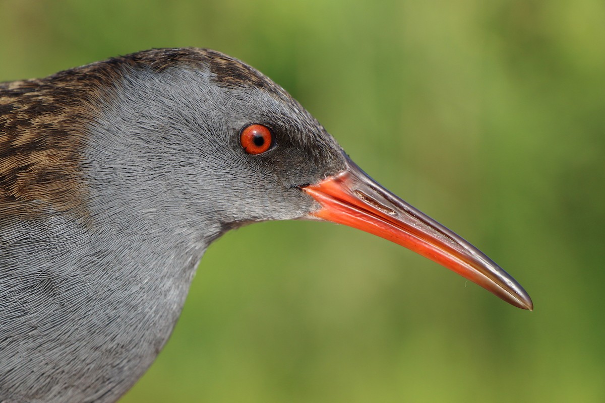 chřástal vodní - ML639902870