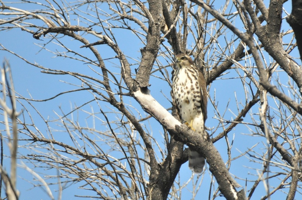 African Goshawk - ML639902913