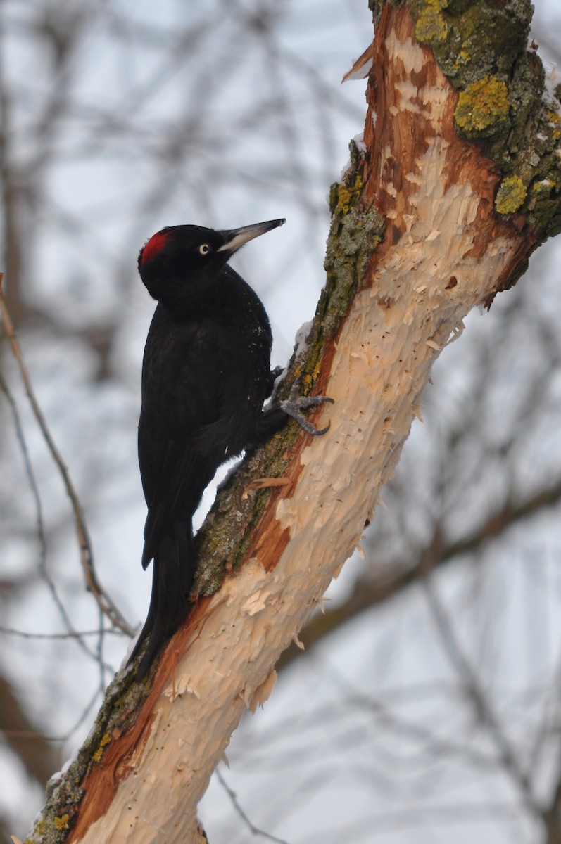 Black Woodpecker - ML639902922