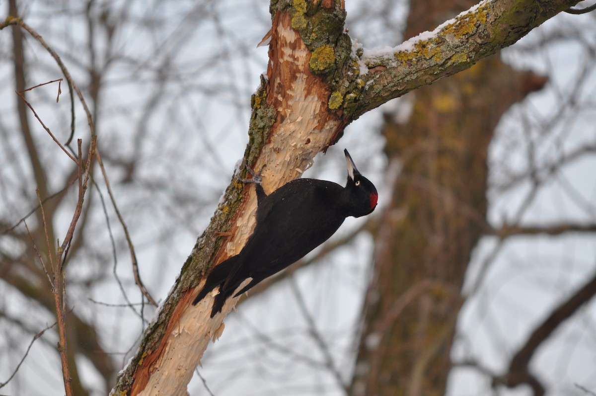 Black Woodpecker - ML639902923