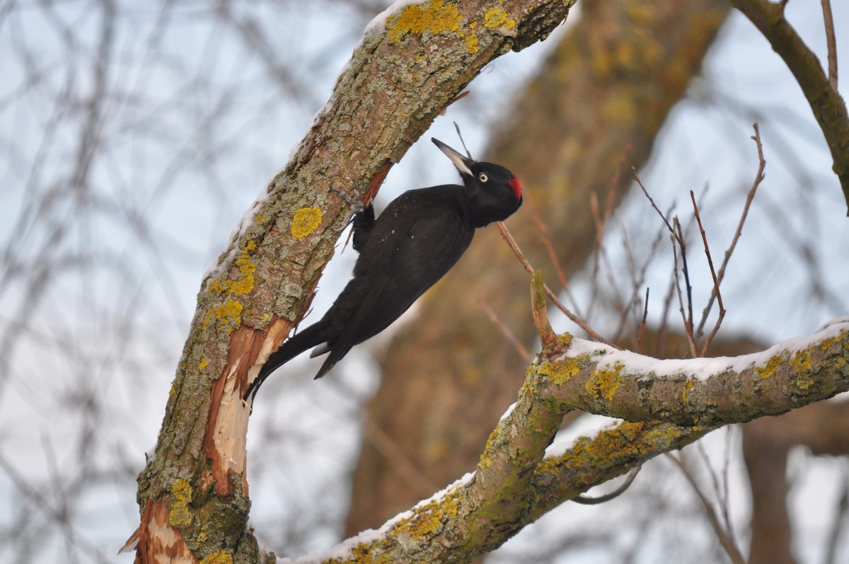Black Woodpecker - ML639902924