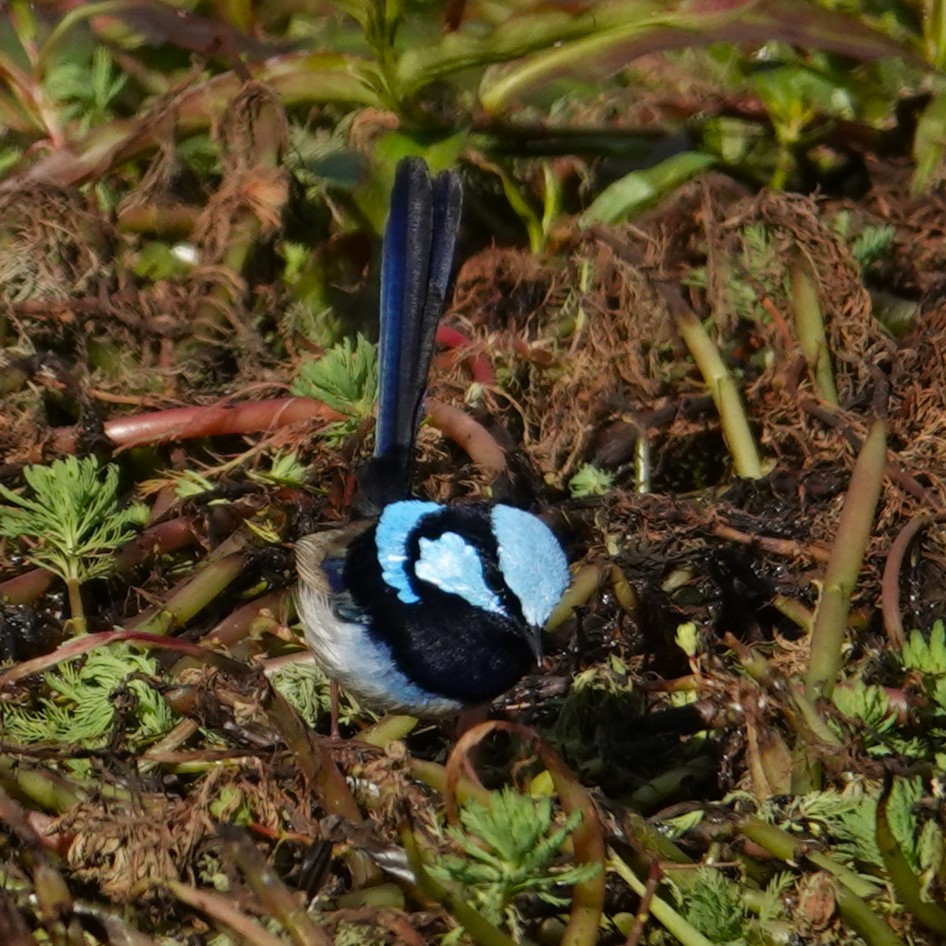 Superb Fairywren - ML639902931