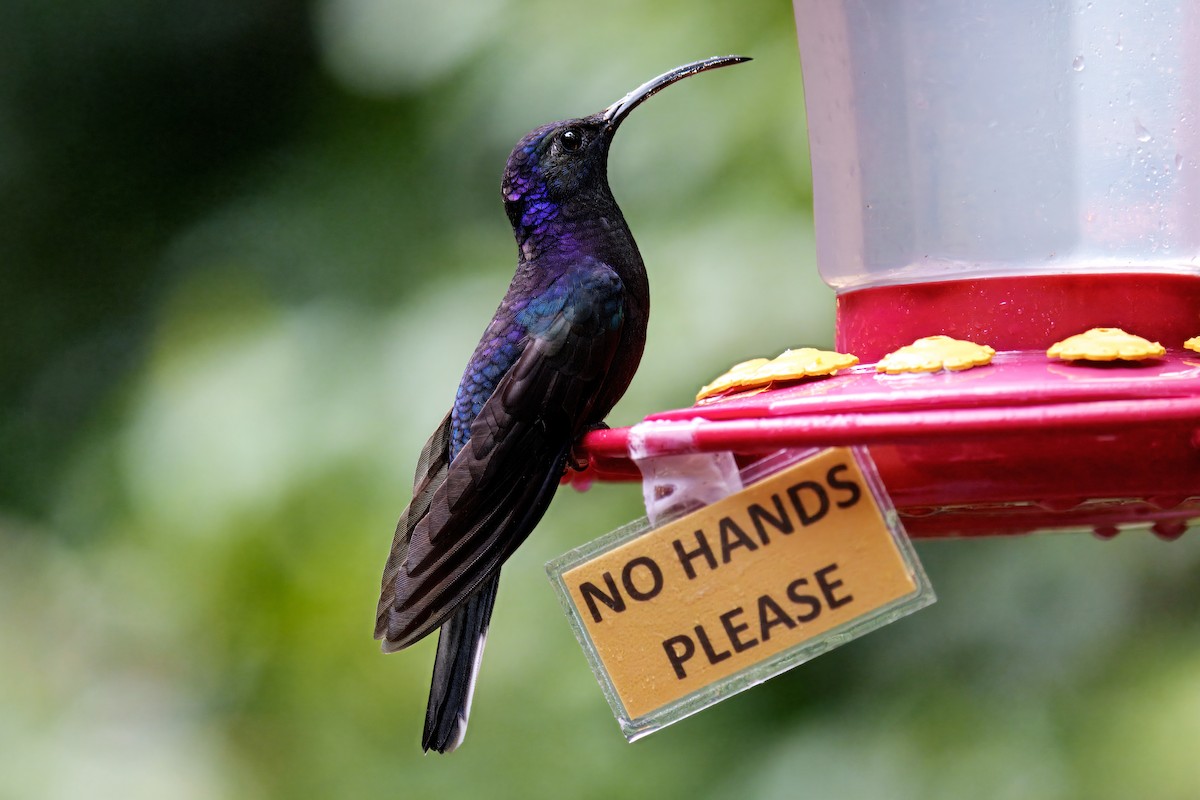 Violet Sabrewing - ML639903164