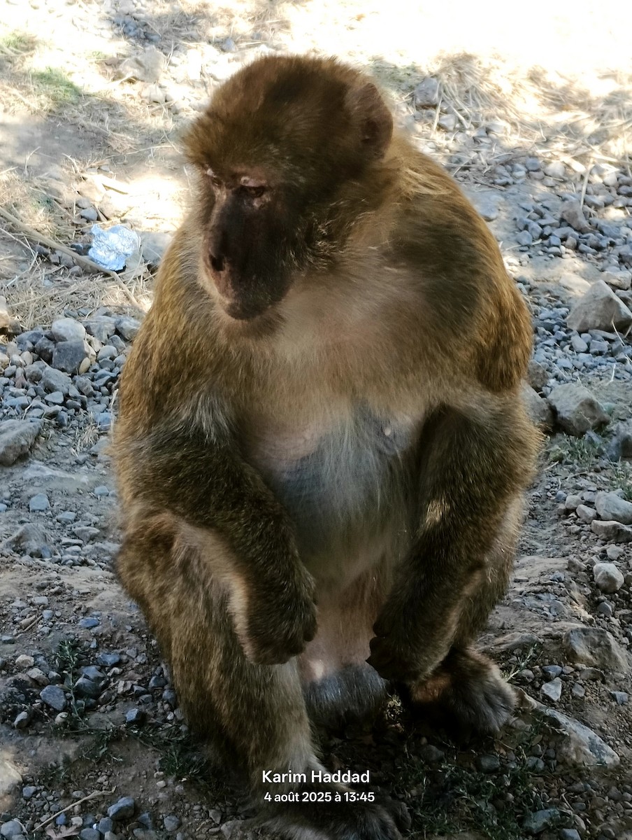 Macaque de Barbarie - ML639903297