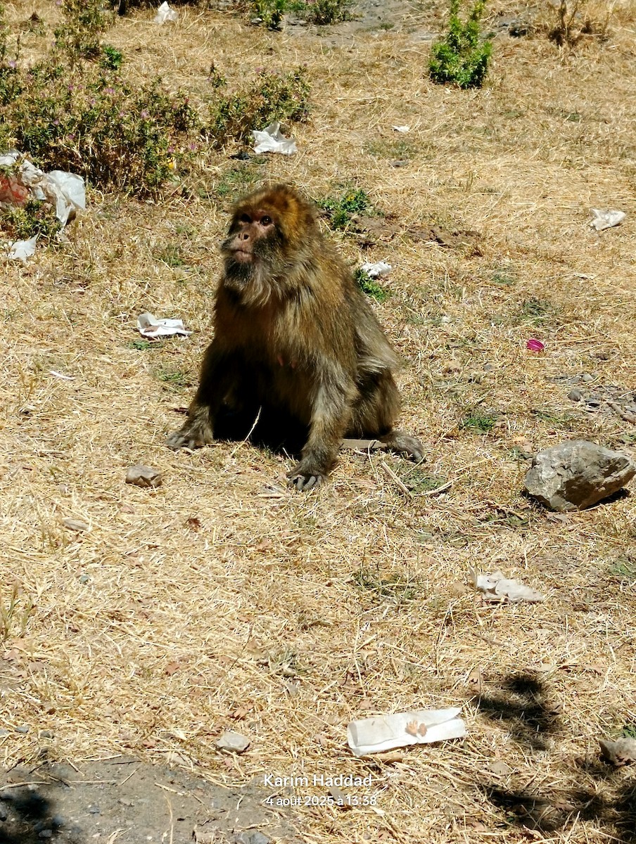 Macaque de Barbarie - ML639903298