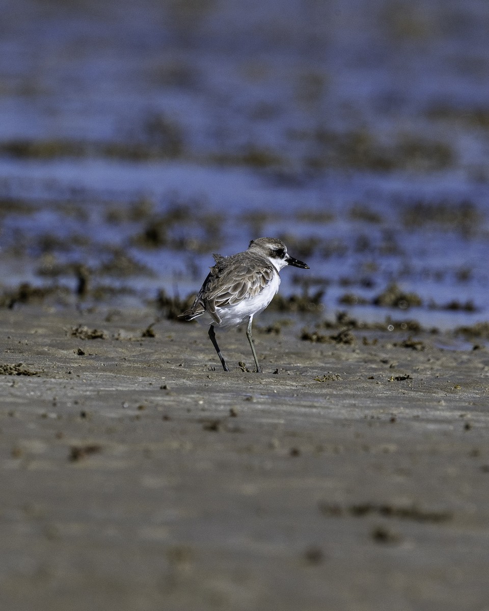 Greater Sand-Plover - ML639903315