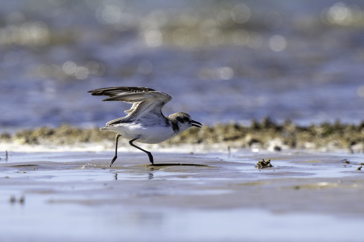 Greater Sand-Plover - ML639903318