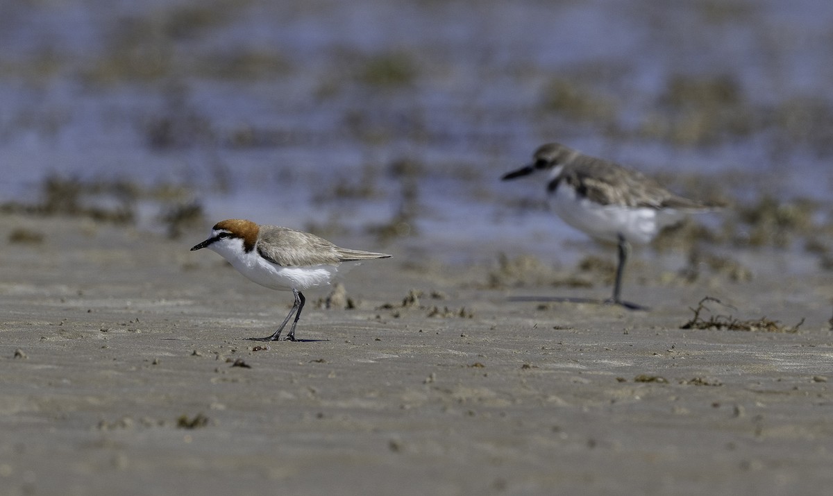 Greater Sand-Plover - ML639903319