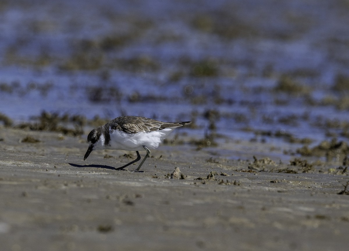 Greater Sand-Plover - ML639903324