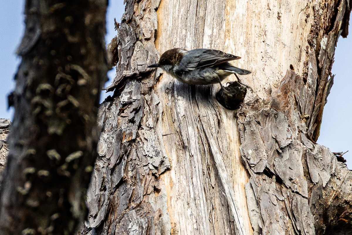 Brown-headed Nuthatch - ML639903387