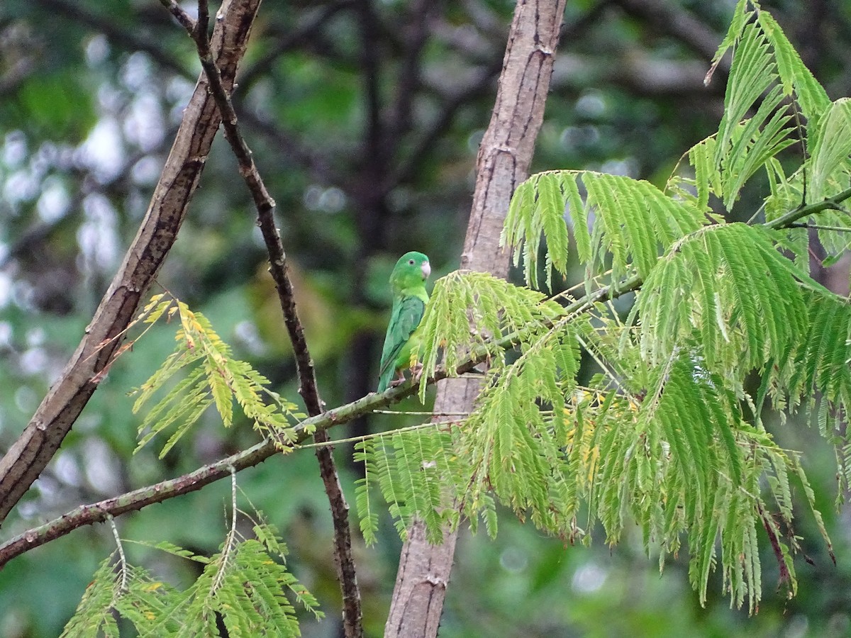 Riparian Parrotlet - ML639903523