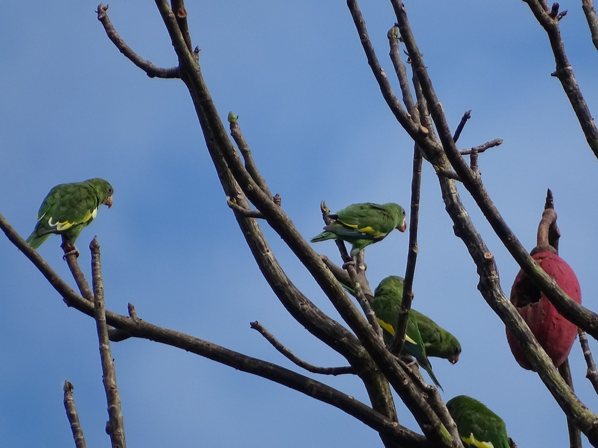 White-winged Parakeet - ML639903527