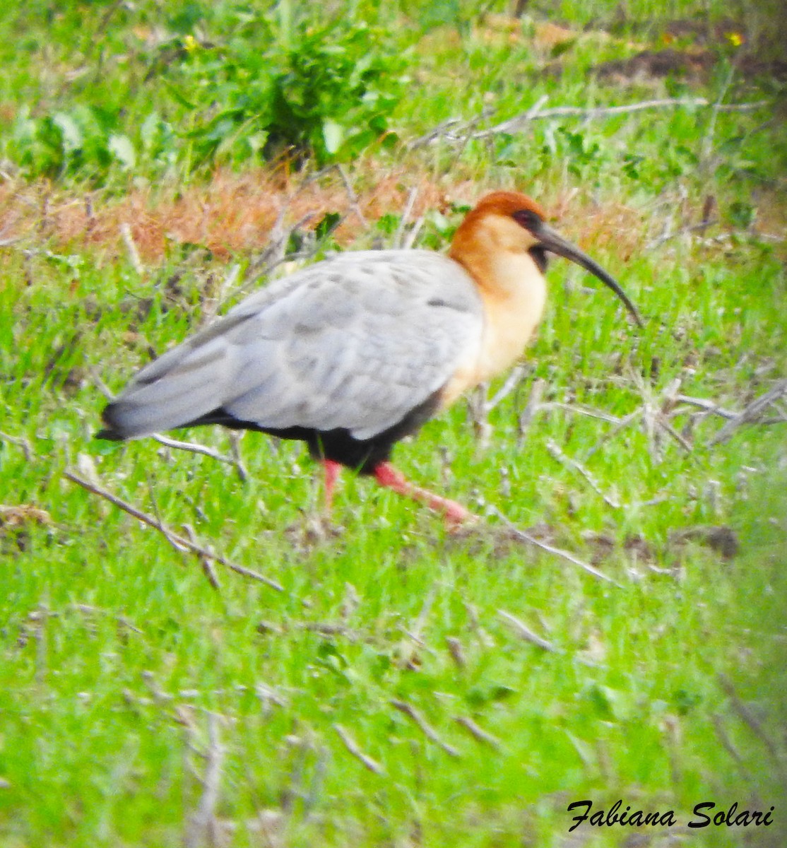 Black-faced Ibis - ML639903565