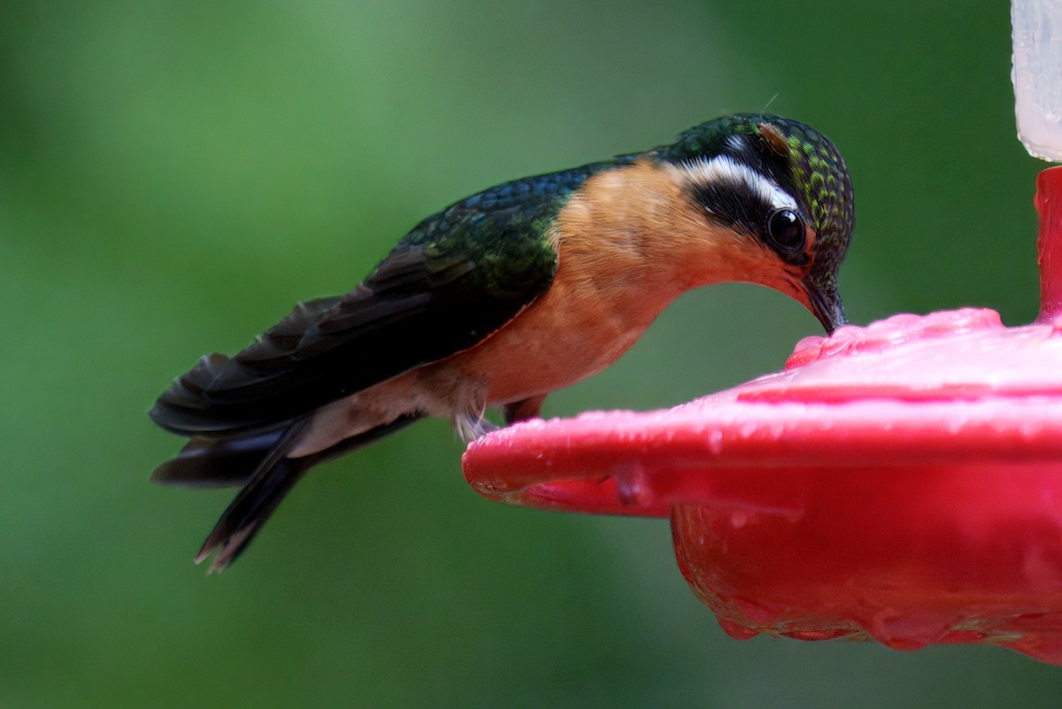 Purple-throated Mountain-gem - ML639903566