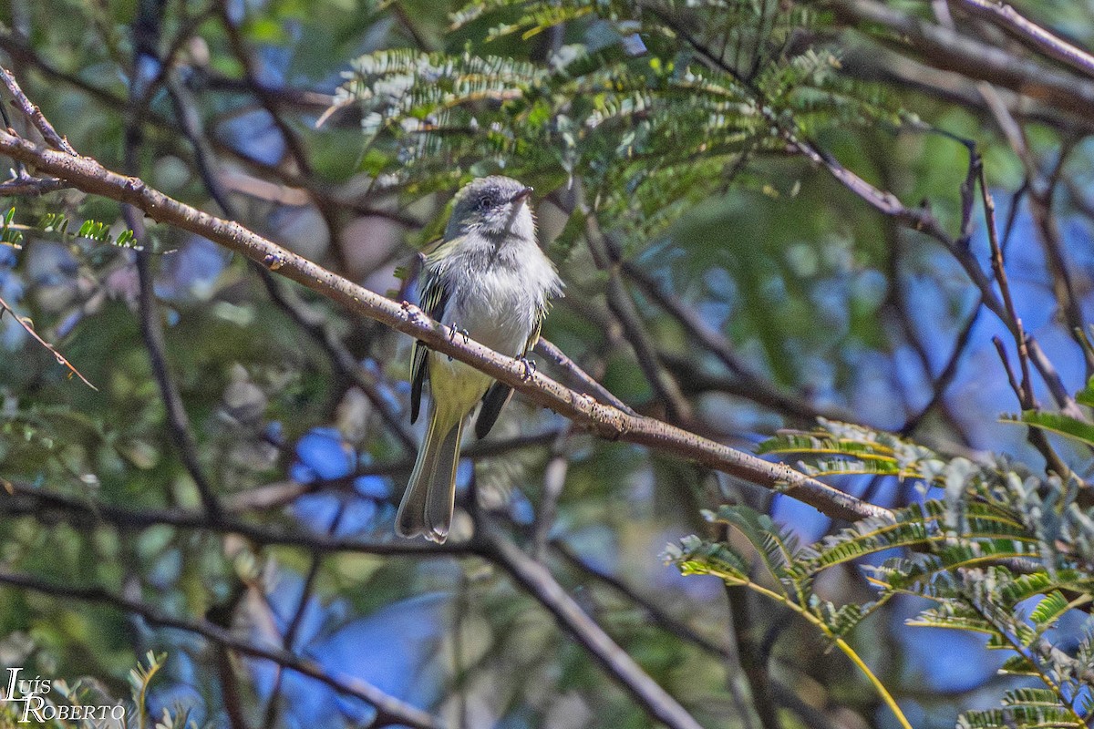 Gray-headed Elaenia - ML639903568