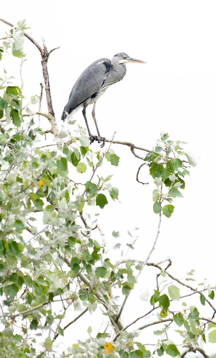 Gray Heron - ML639903579