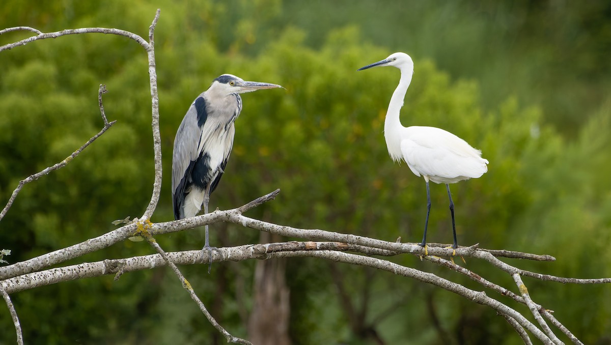 Gray Heron - ML639903581
