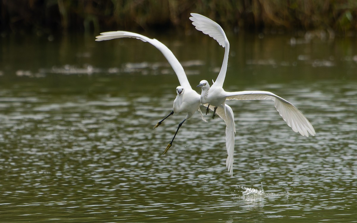 Little Egret - ML639903587