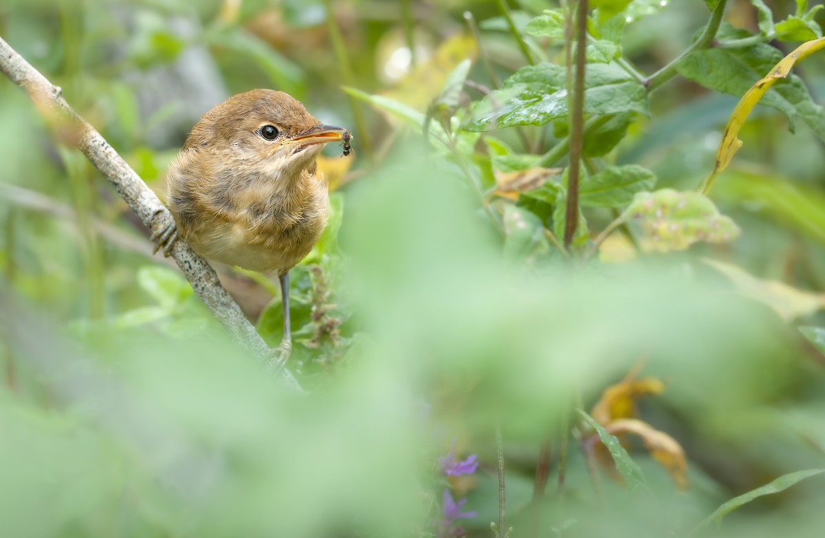 Common Reed Warbler - ML639903595