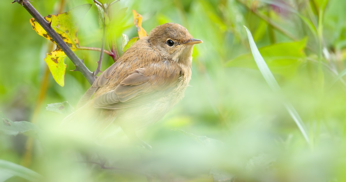 Common Reed Warbler - ML639903596