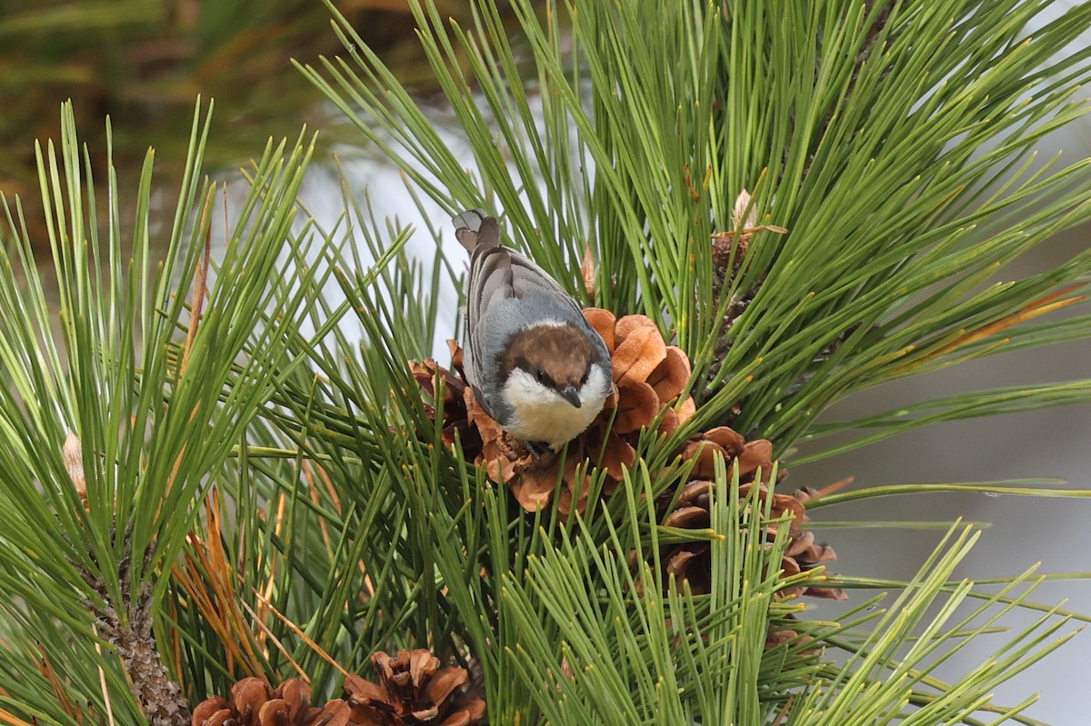 Brown-headed Nuthatch - ML639903652