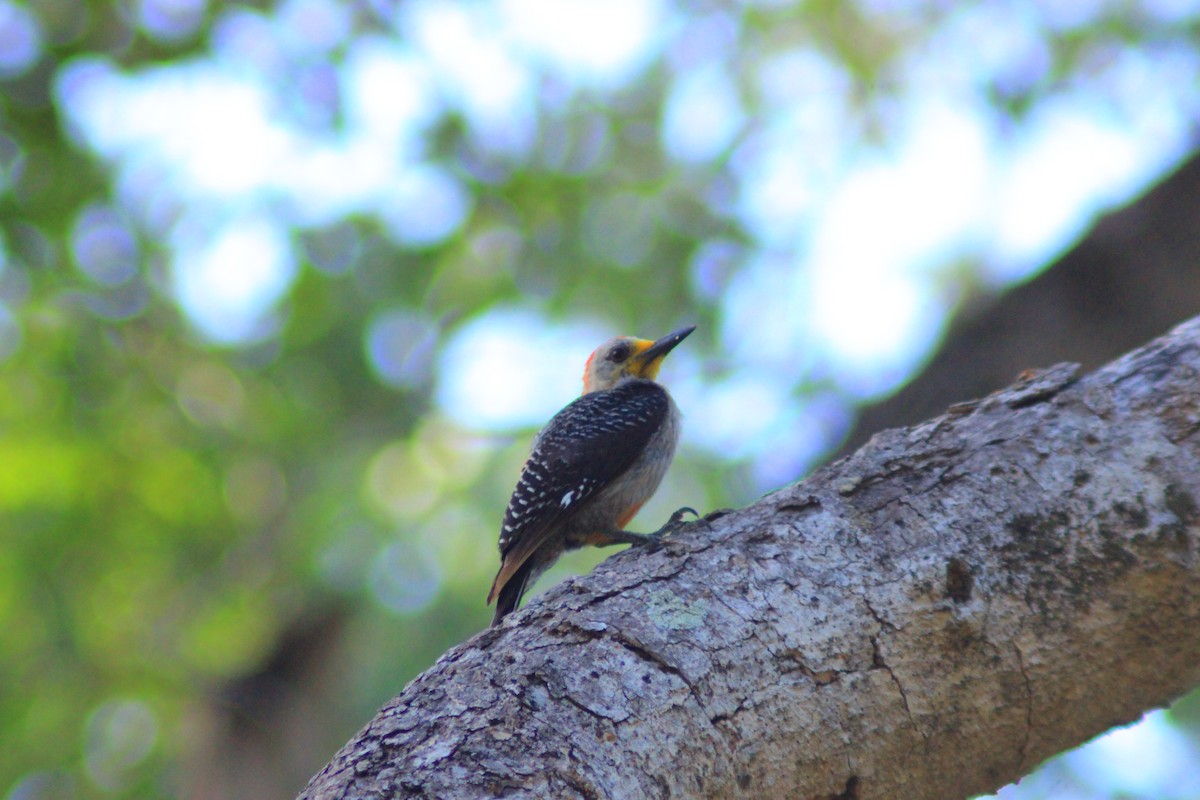 Yucatan Woodpecker - ML639903677