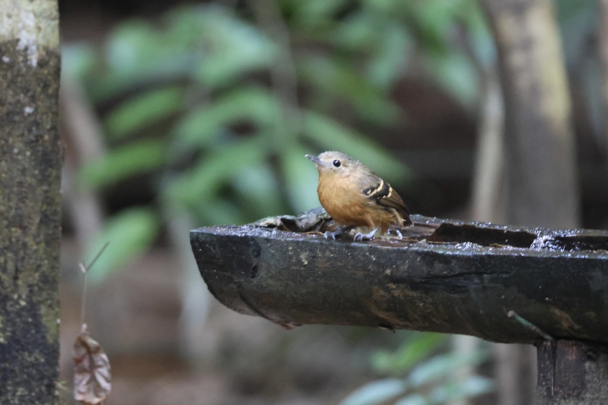 Plain-throated Antwren - ML639903703