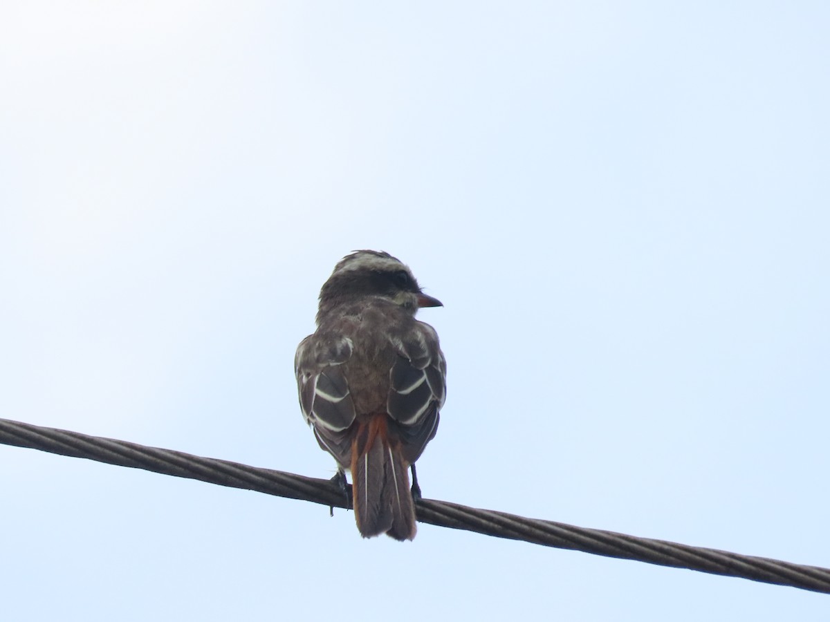 Variegated Flycatcher - ML639903818