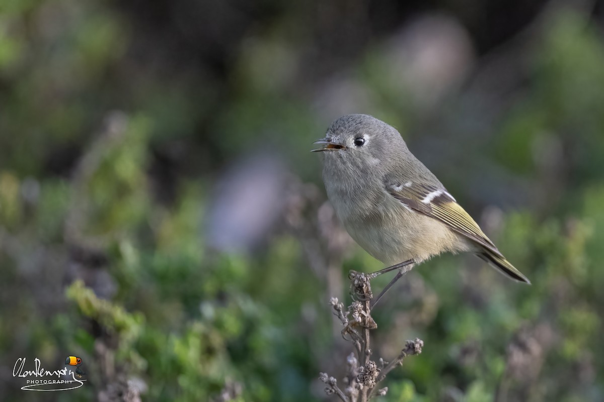 Rubingoldhähnchen - ML639903820