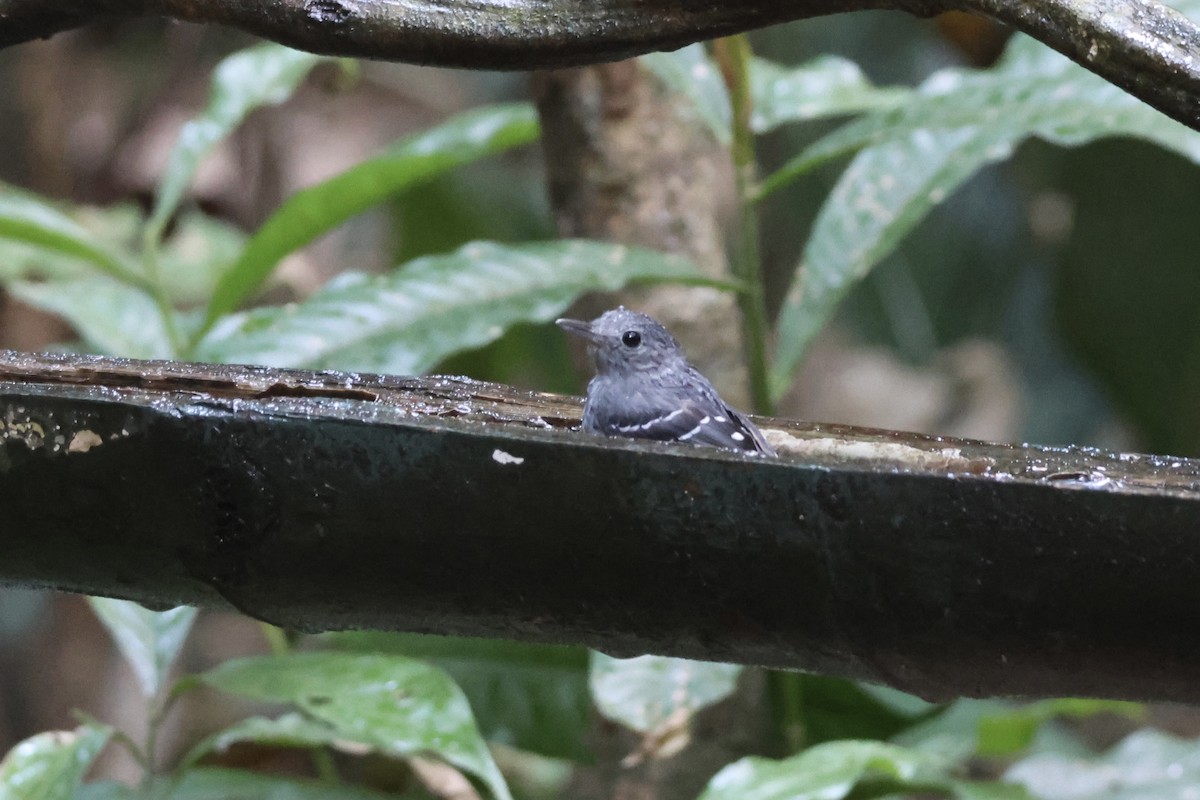 Plain-throated Antwren - ML639903832