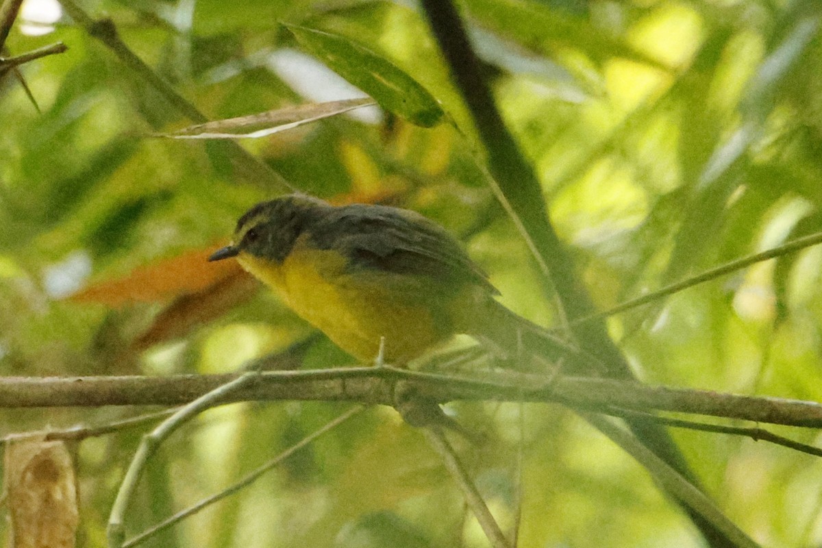 Golden-crowned Warbler - ML639903843