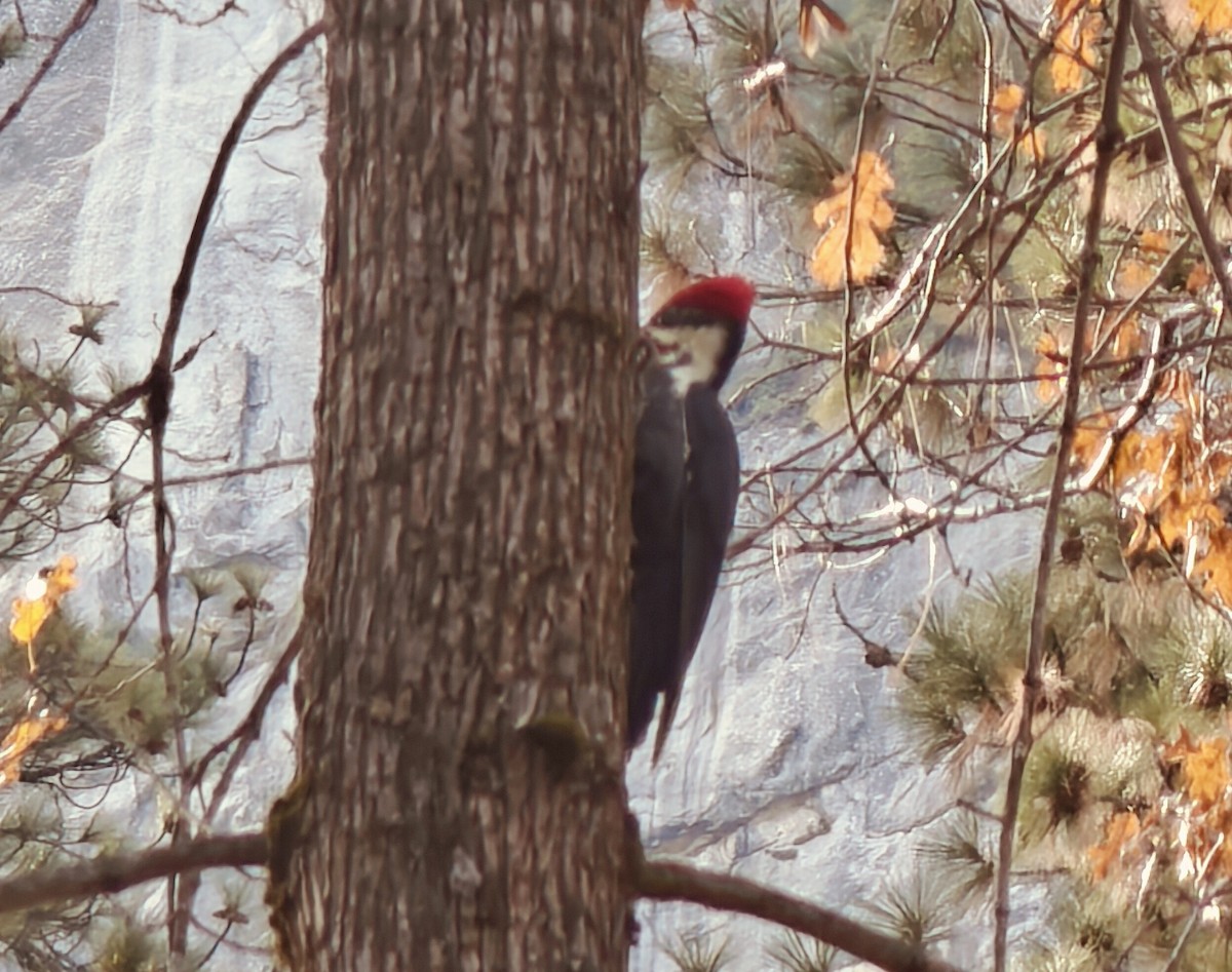 Pileated Woodpecker - ML639903856