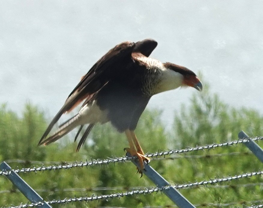 Caracara Carancho (norteño) - ML639904051