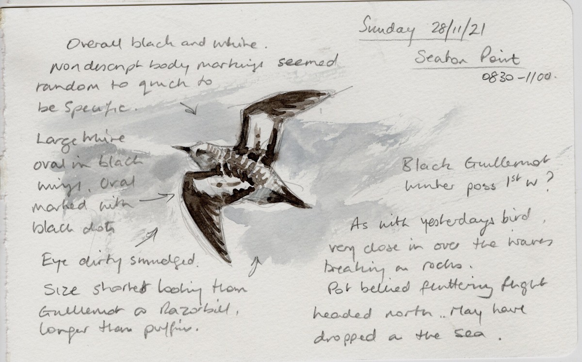 Black Guillemot - ML639904100