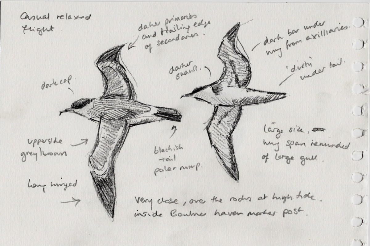 Great Shearwater - ML639904113