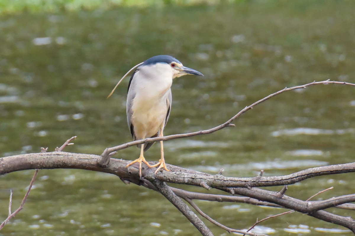 Black-crowned Night Heron - ML639904144