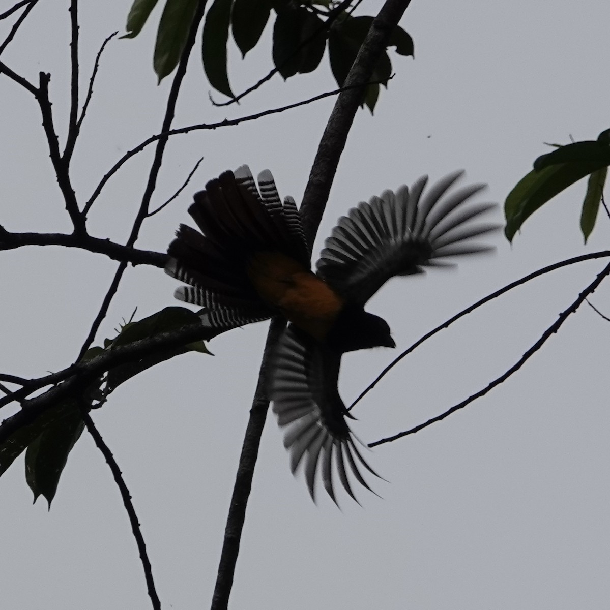 gulbrilletrogon - ML639904147