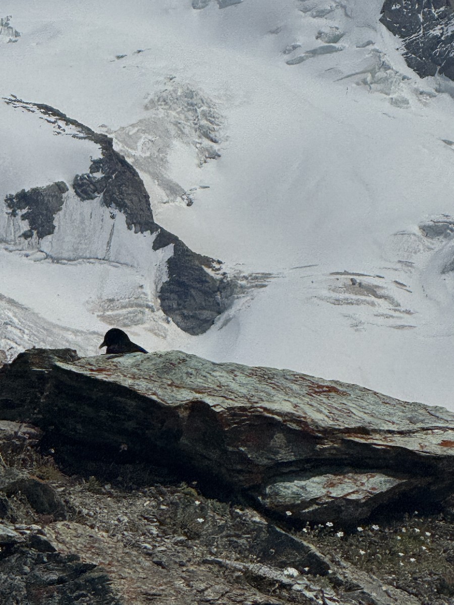 alpekaie - ML639904159