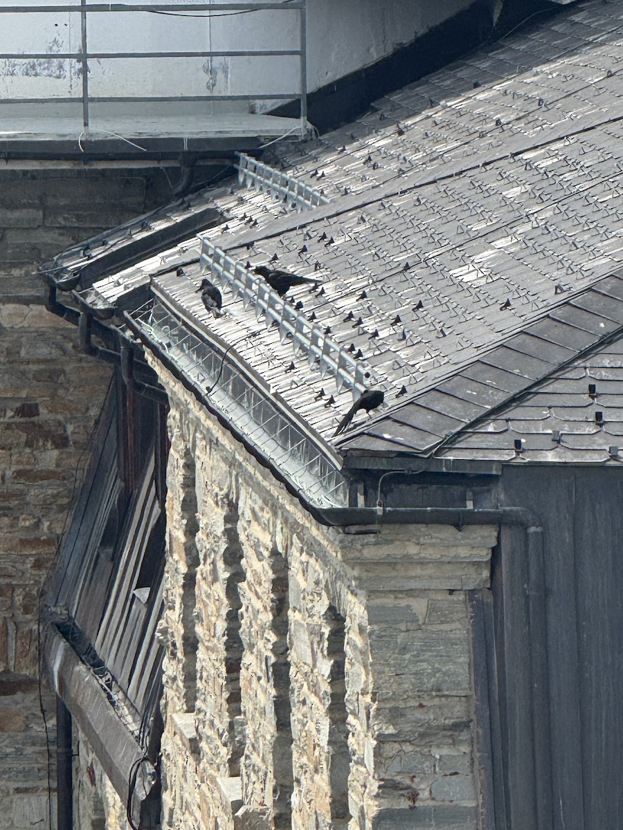 alpekaie - ML639904160