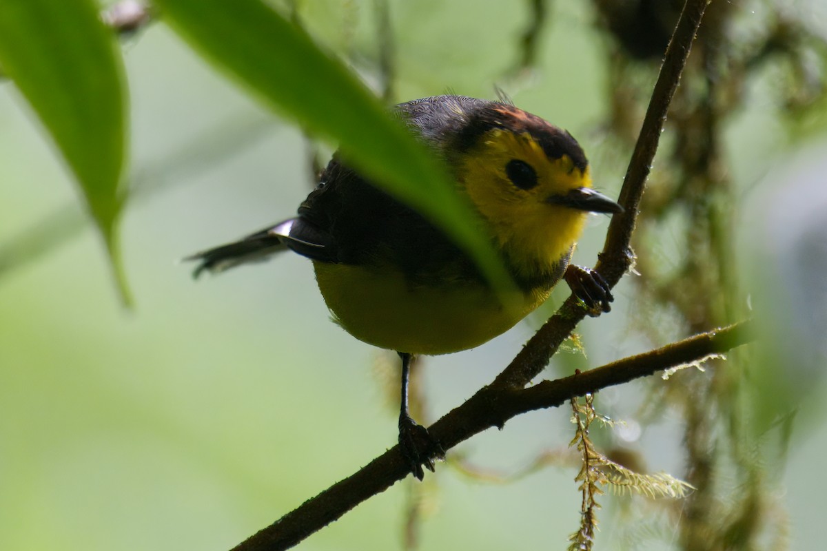 Collared Redstart - ML639904162
