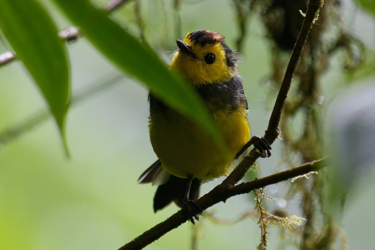 Collared Redstart - ML639904163