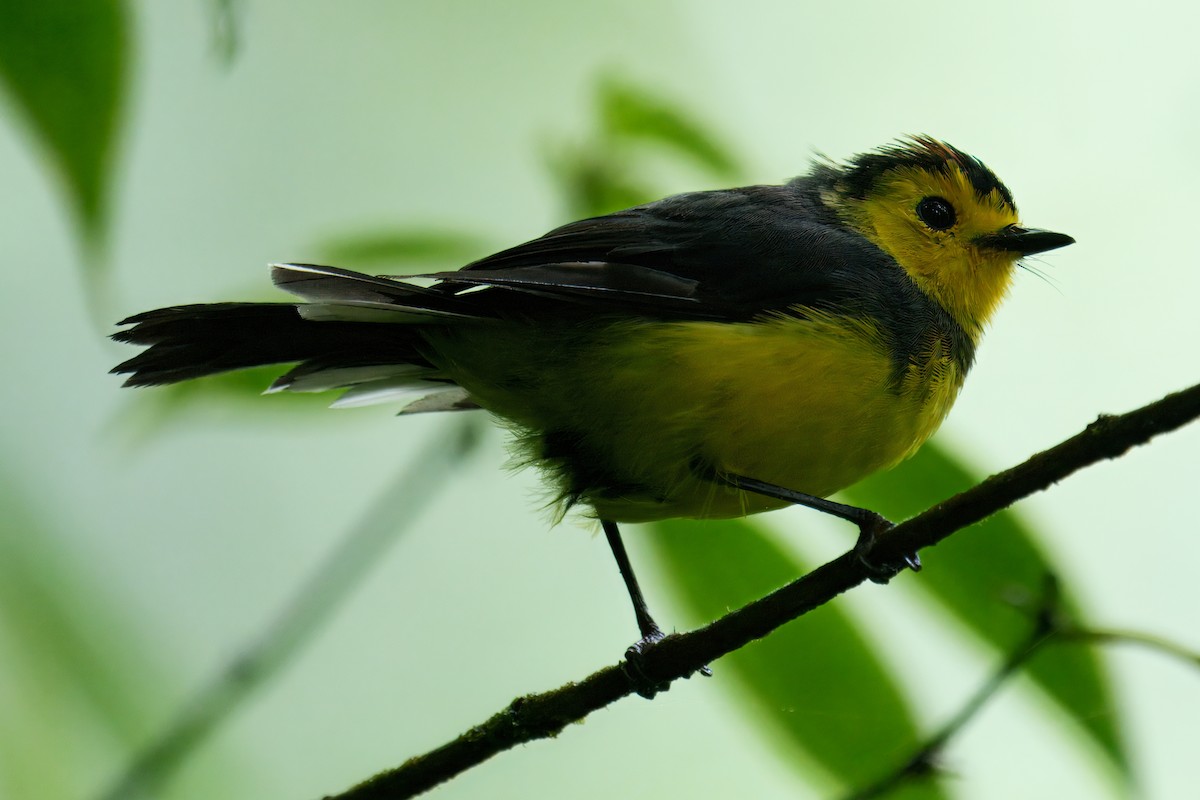 Collared Redstart - ML639904164