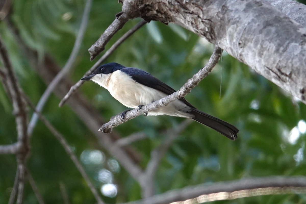 Paperbark Flycatcher - ML639904173