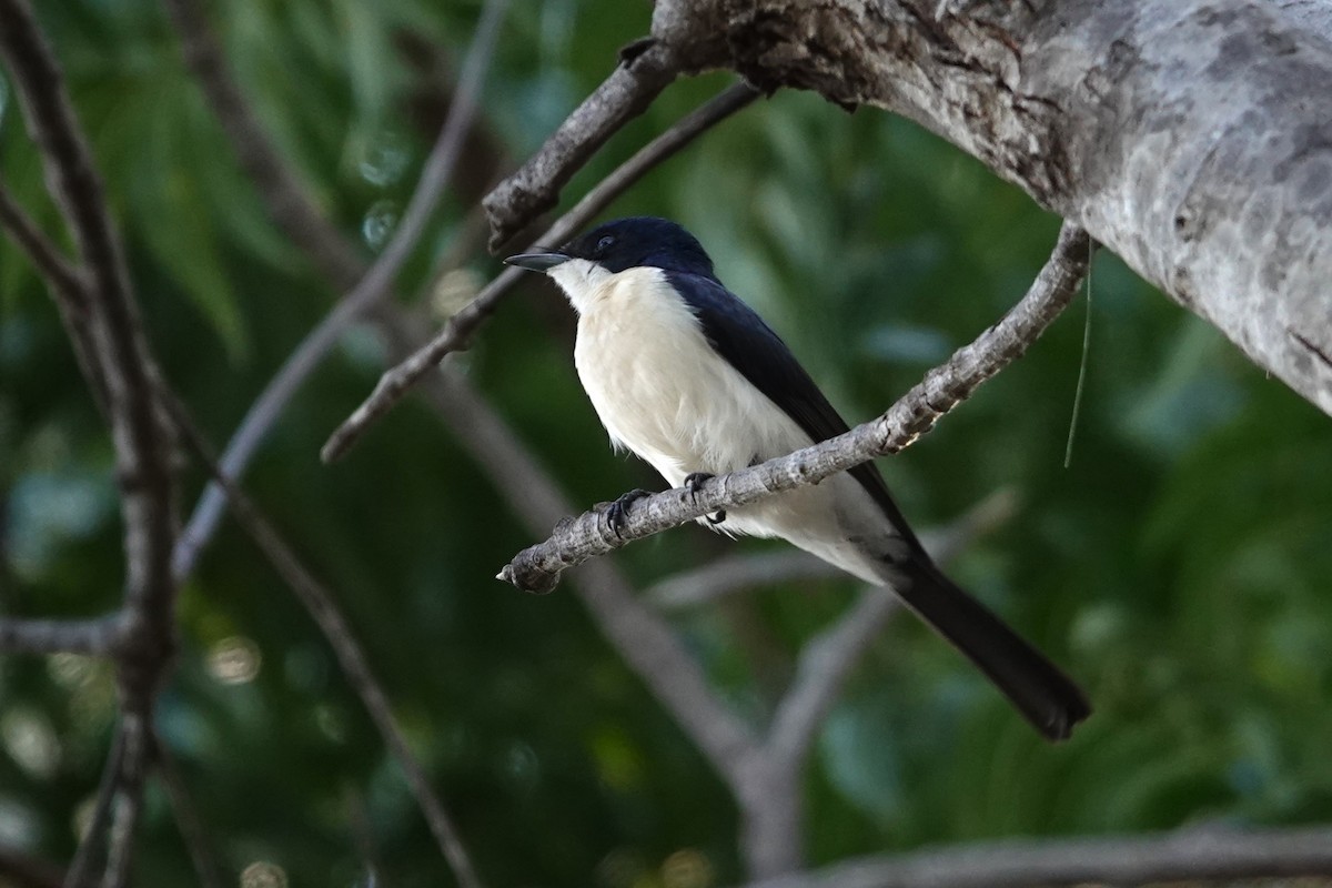 Paperbark Flycatcher - ML639904174