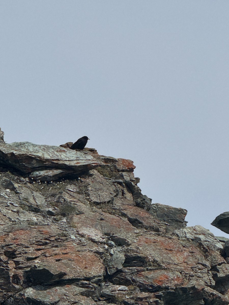 alpekaie - ML639904175
