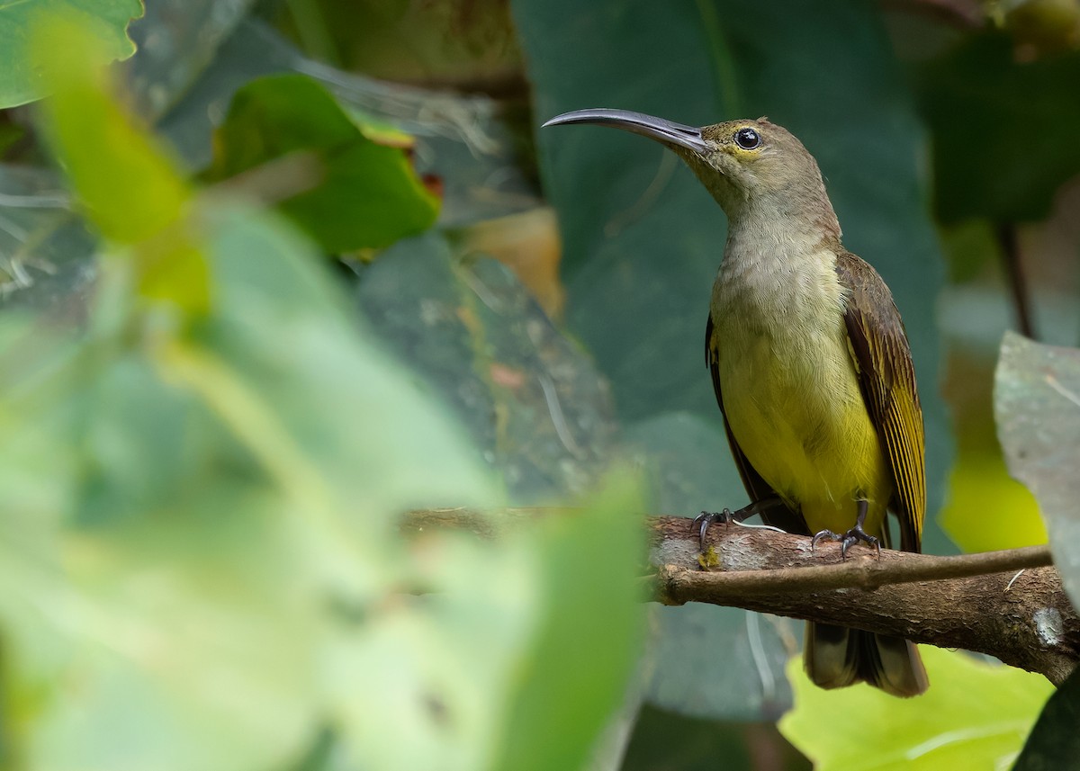 Thick-billed Spiderhunter - ML639904259