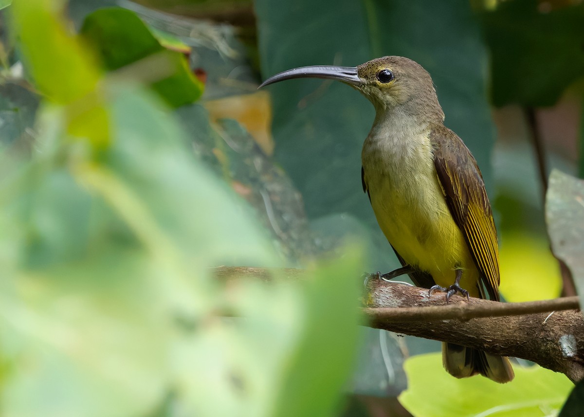 Thick-billed Spiderhunter - ML639904260